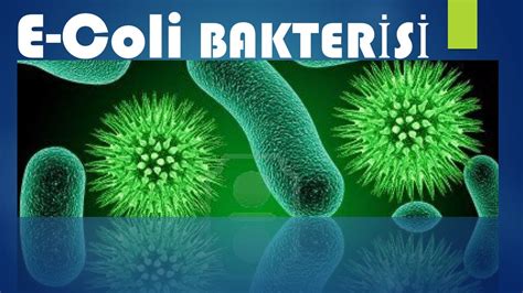 e coli bakterisi tedavisi